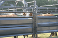 Alleys - Priefert 20' Sheeted Adjustable Alley w/Alley Gate & Preg Panels - Priefert