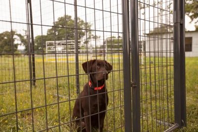 Dog Kennels - Priefert 6' Tall Premier Kennel Kits - Priefert
