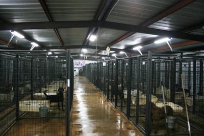 Dog Kennels - Priefert 6' Tall Premier Kennel Kits - Priefert