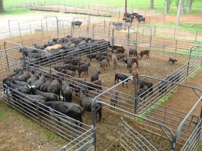 Livestock Gates - Priefert 7' Tall Premier Bow Gates - Priefert