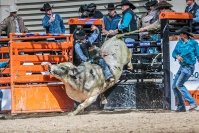 Bucking Chutes - Priefert Bucking Chute - Priefert