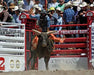 Bucking Chutes - Priefert Bucking Chute - Priefert