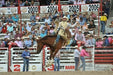 Bucking Chutes - Priefert Bucking Chute Sets - Priefert