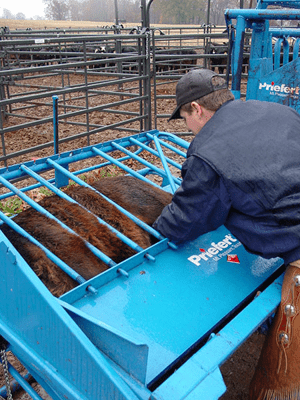 Calving Equipment - Priefert Calf Table - Priefert