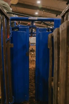 Roping Chutes - Priefert Manual Calf Roping Chute - Priefert