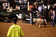 Rodeo Chutes - Priefert Mutton Bustin Chute - Priefert