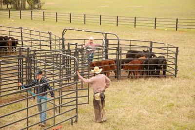 Complete Corral Systems - Priefert Premier Corral System for 100 Head - Priefert