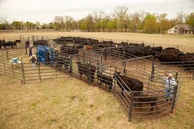 Complete Corral Systems - Priefert Premier Corral System for 200 Head - Priefert