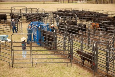 Complete Corral Systems - Priefert Premier Corral System for 200 Head - Priefert