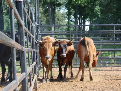 Livestock Panels - Priefert Premier Panels - Priefert