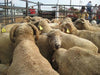 Livestock Panels - Priefert Premier Panels - Priefert
