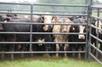 Livestock Panels - Priefert Rough Stock Arena Panels - Priefert