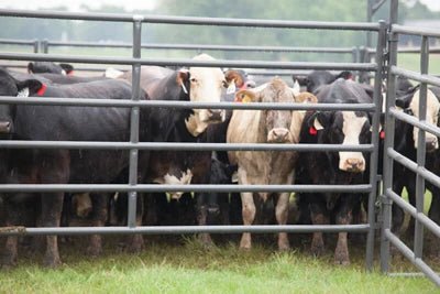 Livestock Panels - Priefert Rough Stock Arena Panels - Priefert