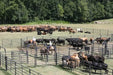 Open Corral Systems - Priefert Rough Stock Open Corral - 250 Head w/Calf Table - Priefert