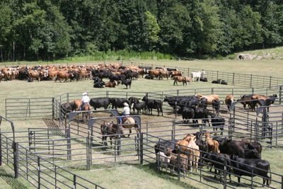 Open Corral Systems - Priefert Rough Stock Open Corral - 250 Head w/Calf Table - Priefert