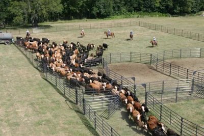 Open Corral Systems - Priefert Rough Stock Open Corral - 250 Head w/Calf Table - Priefert
