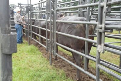 Livestock Panels - Priefert Rough Stock Panels - Priefert