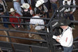 Livestock Panels - Priefert Rough Stock Sheeted Panels - Priefert