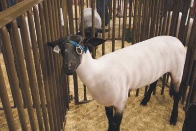 Livestock Panels - Priefert Sheep, Hog, & Goat Panels - Priefert