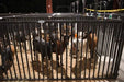 Livestock Panels - Priefert Sheep, Hog, & Goat Panels - Priefert
