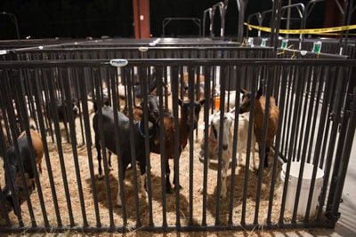 Livestock Panels - Priefert Sheep, Hog, & Goat Panels - Priefert