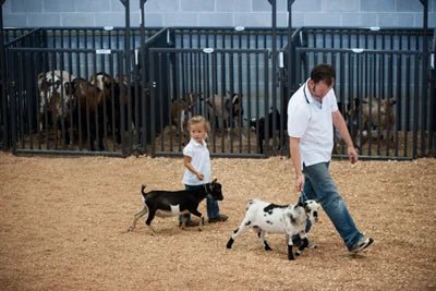 Livestock Panels - Priefert Sheep, Hog, & Goat Panels - Priefert