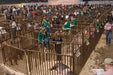 Livestock Panels - Priefert Sheep, Hog, & Goat Panels - Priefert