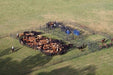 Sweep Corral Systems - Priefert Solid Sweep Corral System for 250 Head w/Calf Table - Priefert