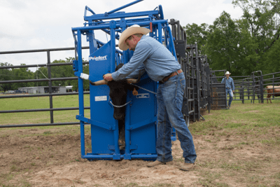 Cattle Chutes - Priefert Squeeze Chutes - Model S0191 - Priefert