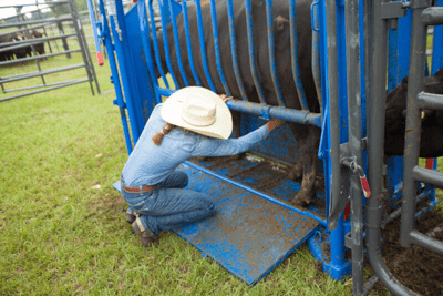 Cattle Chutes - Priefert Squeeze Chutes - Model S04 - Priefert