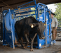 Cattle Chutes - Priefert Squeeze Chutes - Model S04 - Priefert