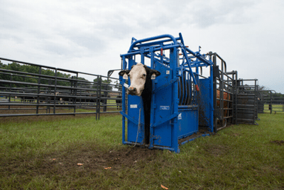 Cattle Chutes - Priefert Squeeze Chutes - Model S04 - Priefert