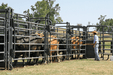 Crowding Sweeps - Priefert Sweep w/30' Adj. Alley, Sort Alley, Preg Panels, Block & Load Gates - Priefert