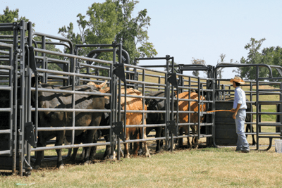 Crowding Sweeps - Priefert Sweep w/30' Adj. Alley, Sort Alley, Preg Panels, Block & Load Gates - Priefert