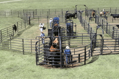 Crowding Sweeps - Priefert Sweep w/30' Adj. Alley, Sort Alley, Preg Panels, Block & Load Gates - Priefert