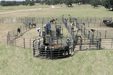 Crowding Sweeps - Priefert Sweep w/30' Adj. Alley, Sort Alley, Preg Panels, Block & Load Gates - Priefert