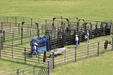 Crowding Sweeps - Priefert Sweep w/30' Adj. Alley, Sort Alley, Preg Panels, Block & Load Gates - Priefert