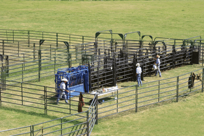Crowding Sweeps - Priefert Sweep w/30' Adj. Alley, Sort Alley, Preg Panels, Block & Load Gates - Priefert