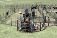 Crowding Sweeps - Priefert Sweep w/30' Adj. Alley, Sort Alley, Preg Panels, Block & Load Gates - Priefert