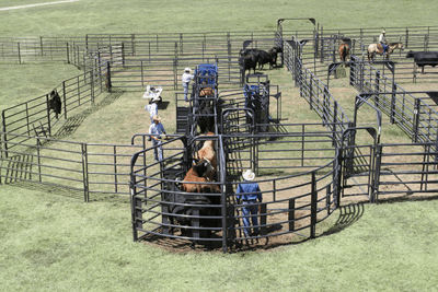 Crowding Sweeps - Priefert Sweep w/30' Adj. Alley, Sort Alley, Preg Panels, Block & Load Gates - Priefert