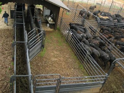 Crowding Sweeps - Priefert Sweep w/30' Adj. Alley, Sorting Alley, Preg Panels, Blocking Gates & 8' Sorting Gate - Priefert