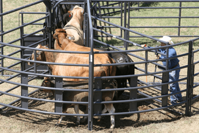 Crowding Sweeps - Priefert Sweep w/30' Adjustable Alley, Preg Panels, Block Gates & Load Gate - Priefert