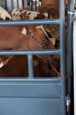 Stall Panels - Priefert Tie Stall Panels - Priefert