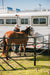 Livestock Panels - Priefert Trailer Panel - Priefert