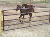 Livestock Gates - Sioux Steel 2.0″ Heavy Duty Gate (HiQual) - Sioux Steel