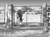 Livestock Panels - Sioux Steel Combo Gate with Mesh Panel - Sioux Steel