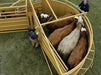 Crowding Tubs - Sioux Steel Cornerless Crowding Tub - Sioux Steel