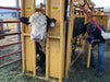 Cattle Chutes - Sioux Steel Squeeze Chute – Manual Head Gate - Sioux Steel