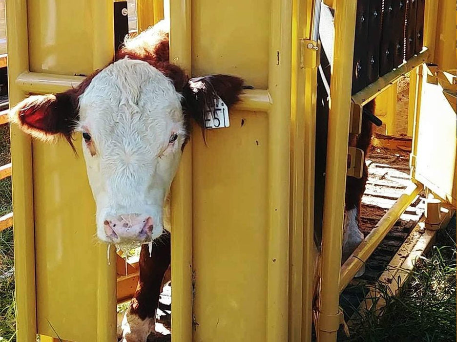 Cattle Chutes - Sioux Steel Squeeze Chute with Automatic Head Gate - Sioux Steel