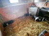 Waterers - Sioux Steel Utility Hog Waterer - Sioux Steel